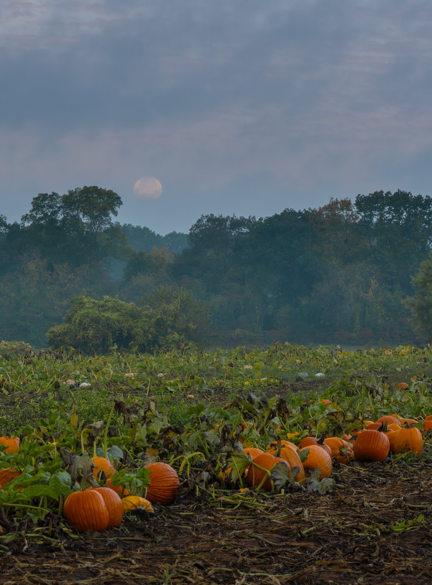 pumpkins.jpg