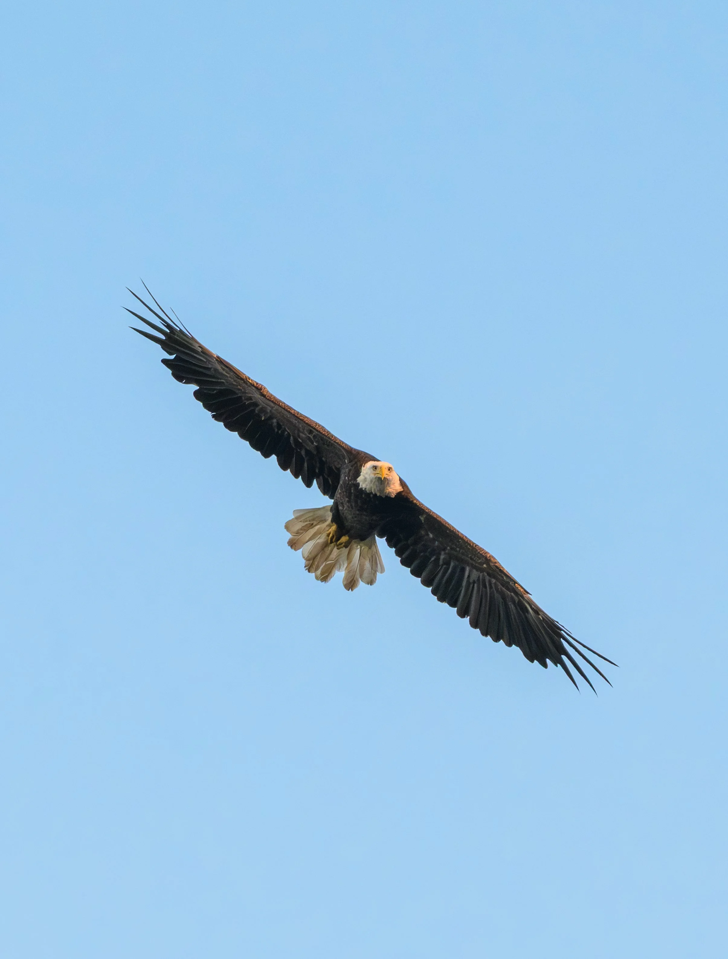 eaga-2.jpg