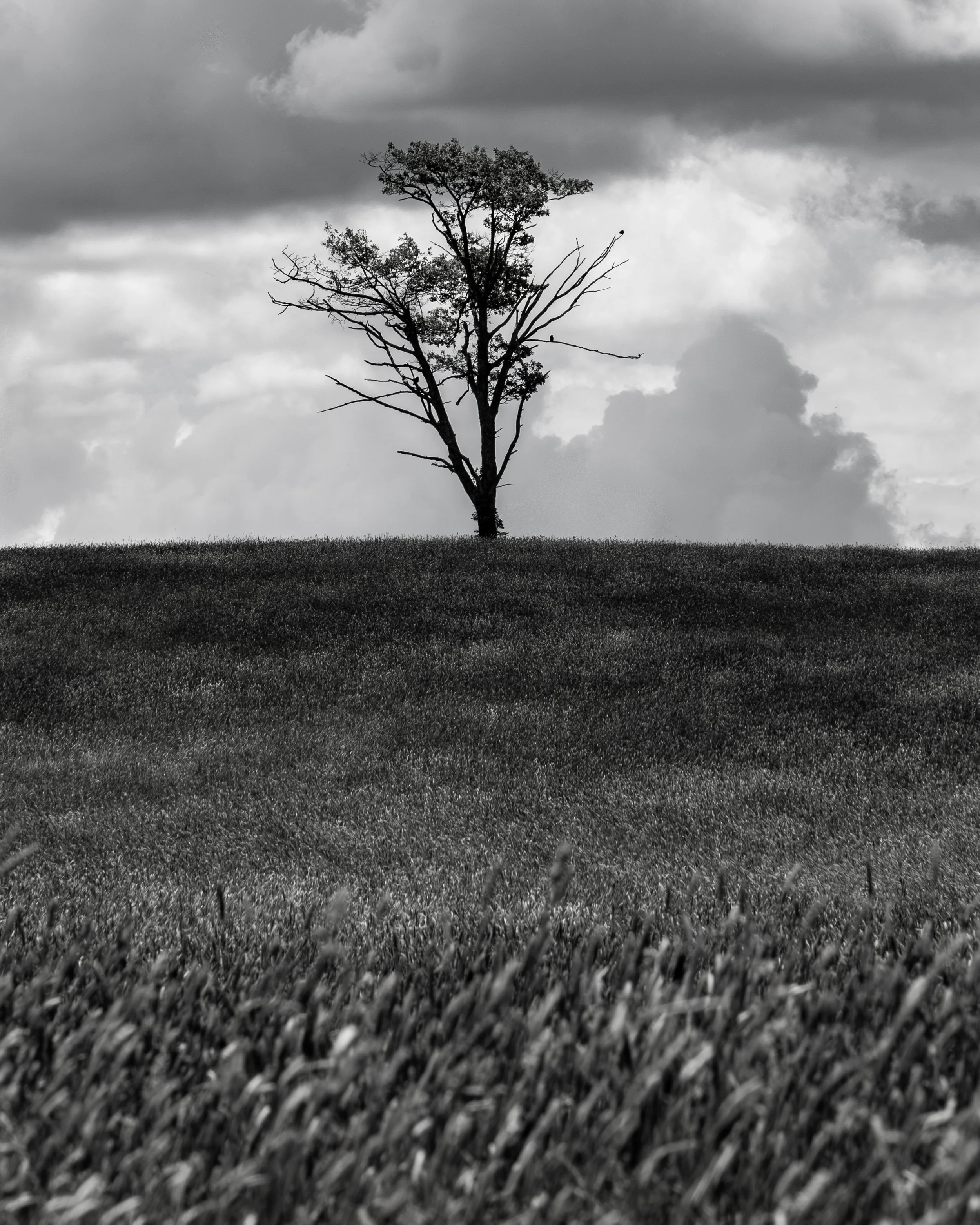 prints6.3-6.jpg