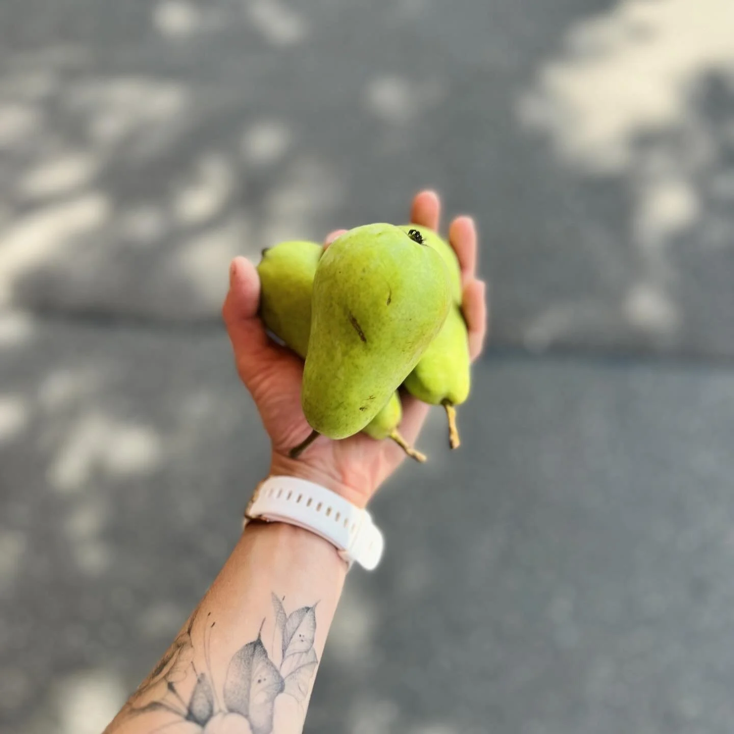 Birne „Guyot“
So cool, die ersten Birnen dieser Saison haben den Weg zu uns ins Weissenbühl gefunden. 
Wartest du auch immer bis die Saison bei uns beginnt, oder isst du das ganze Jahr Birnen..?
#Onkelurs #weissenbühlquartier #qu