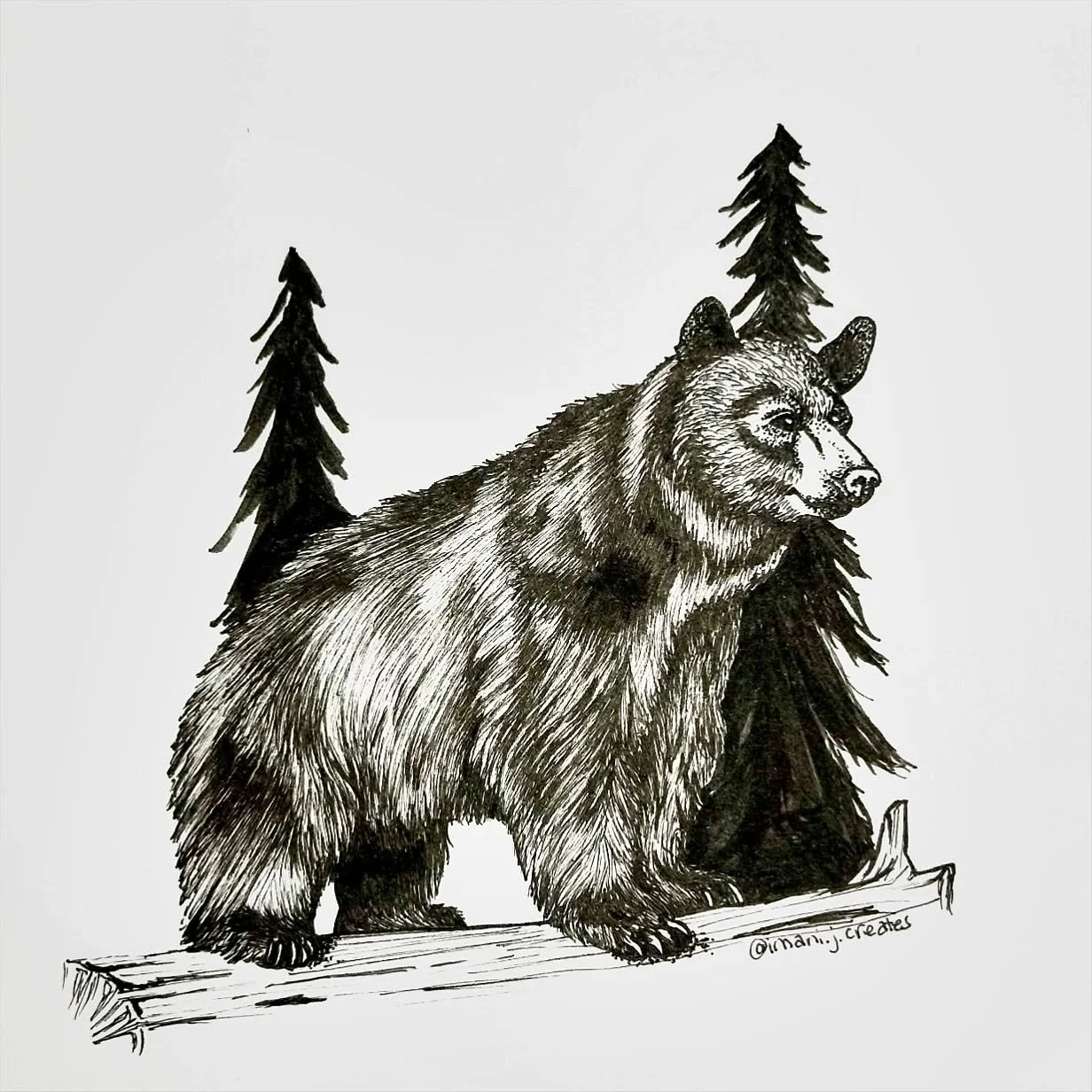 Day14: Roam 🐻 - catching up 🫣 @inktober #inktober #inktober2024 #inktober2024roam #roam #roamthewoods #bear #blackbear #pendrawing #penandink