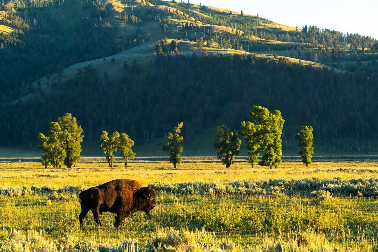 Happy Birthday Yellowstone. 152 years ago, on March 1, 1872, you were given boundaries and were crowned the world&rsquo;s first national park. I heard little about you before I met you, first from Yogi bear, and then from two friends in my 2017 safar