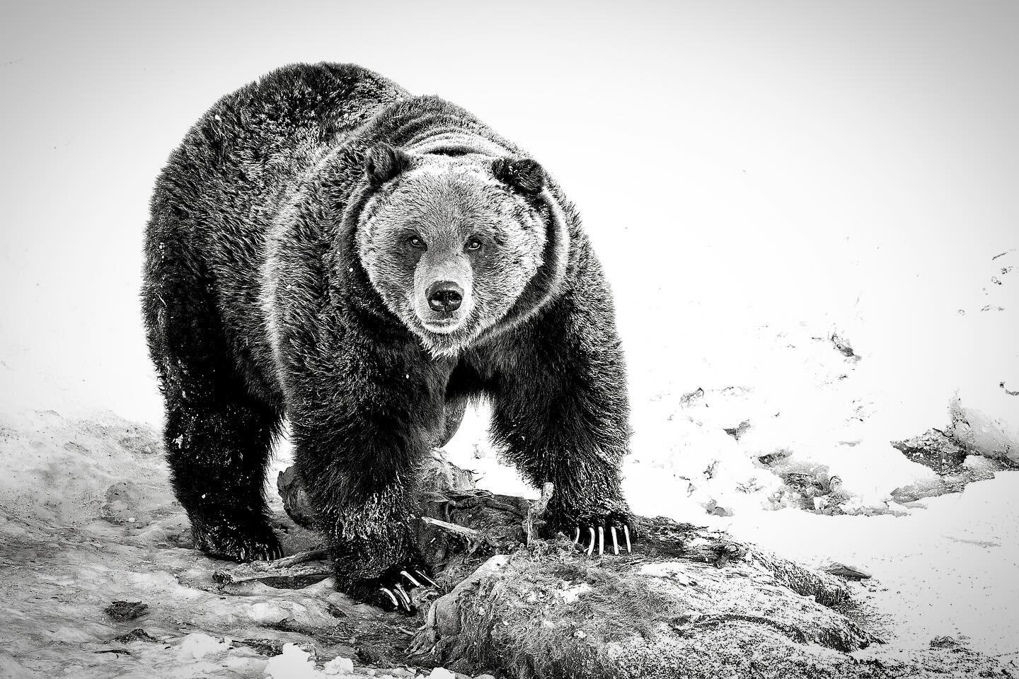 They&rsquo;re back! People have been sharing photos and videos from the high-elevation interior of Yellowstone of grizzly boars beginning to roam once again. Remember, they&rsquo;re hangry! The first grizzlies, or brown bears, to emerge are typically