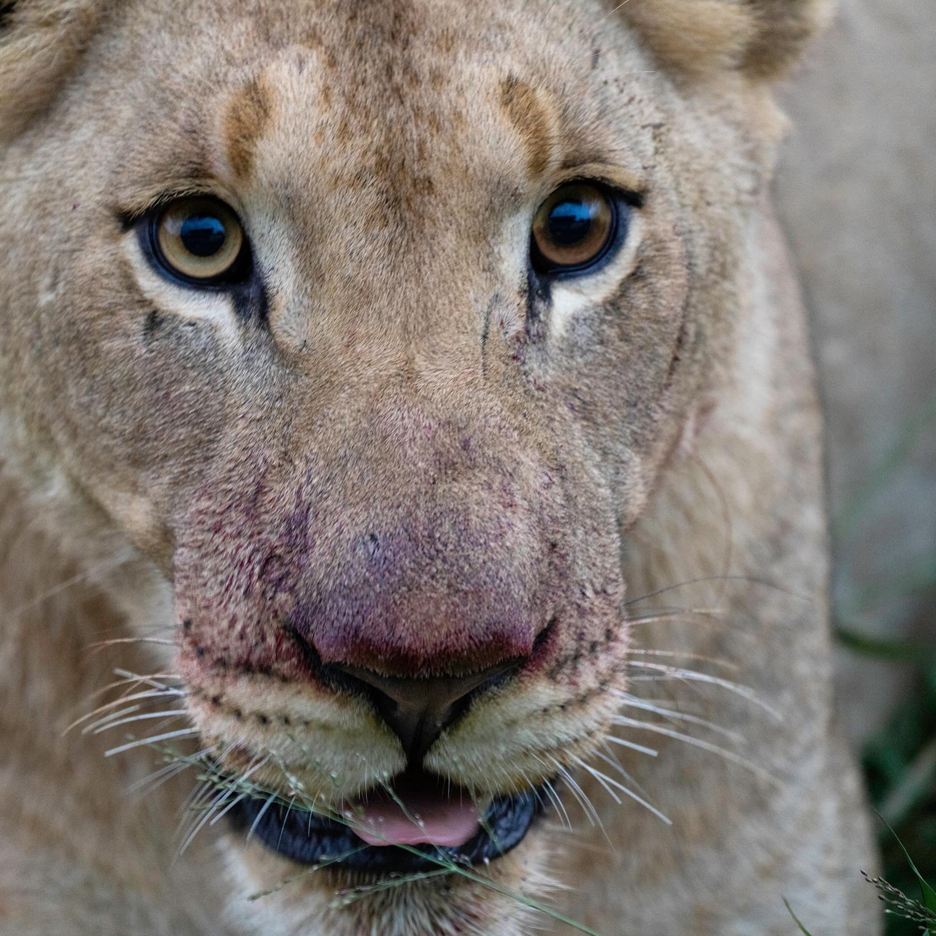 Beauty with the Eyes - this is the first dual color eyed lion I&rsquo;d seen. Her subadult son also shares her unique and beautiful eye coloration. I always think about earthly duality, and something I&rsquo;ve been rolling around with for months is 