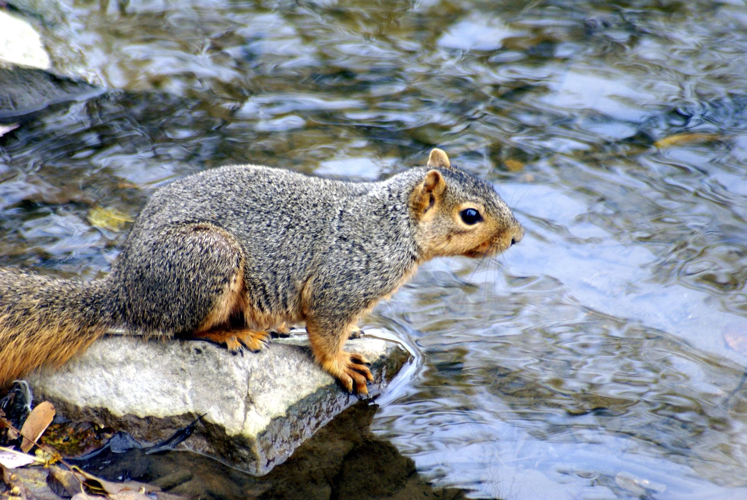 DSC00009.JPG