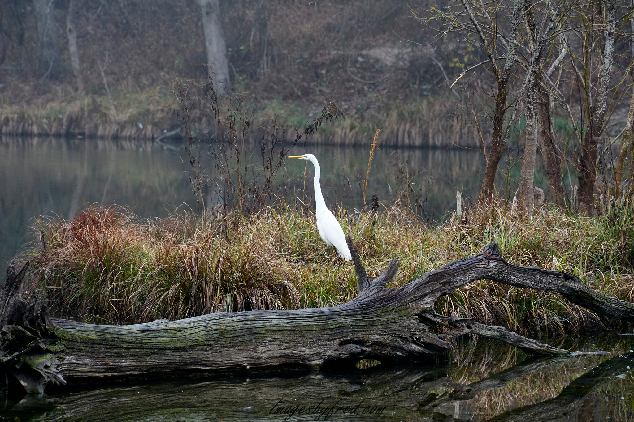 Egret resized.jpg