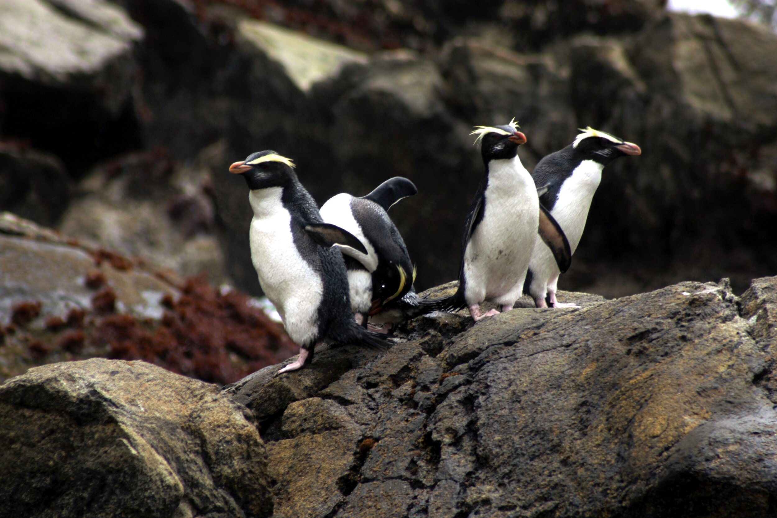 Tawaki (Fiordland Crested Penguins)
