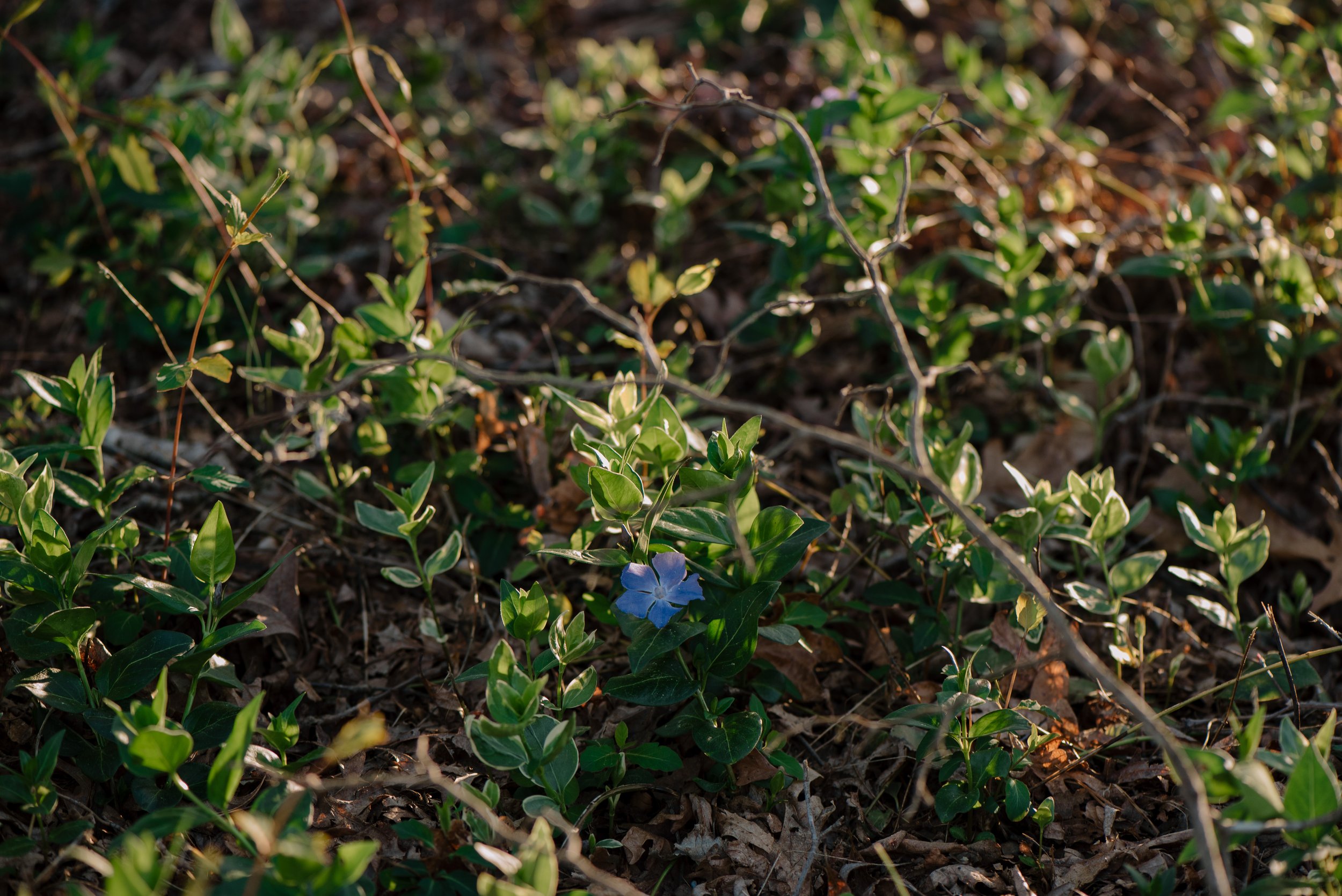 DSC_2341.jpg