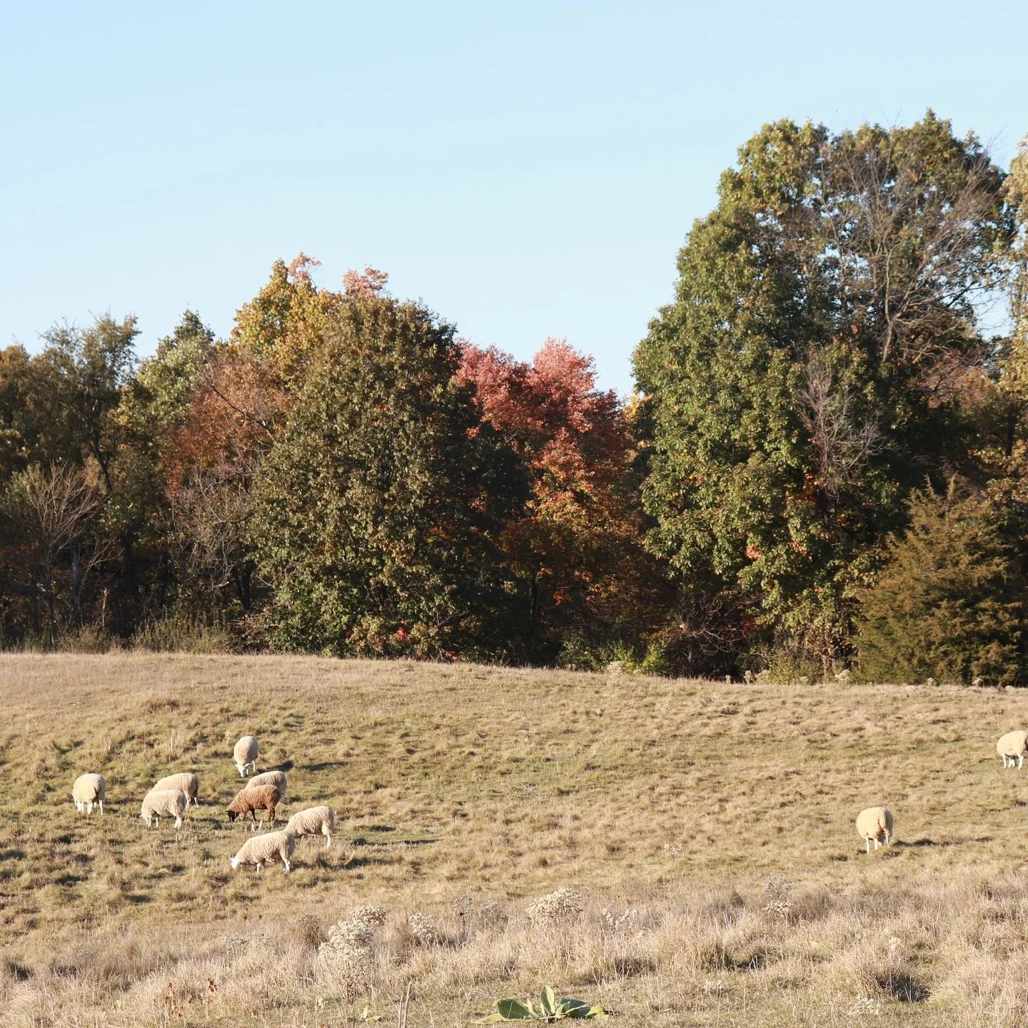 Throw back pictures to when we still had fall weather and leaves 🍂🤣🤎 #michiganweather #michiganvenue #chelseami #eventspace #community #farmlife