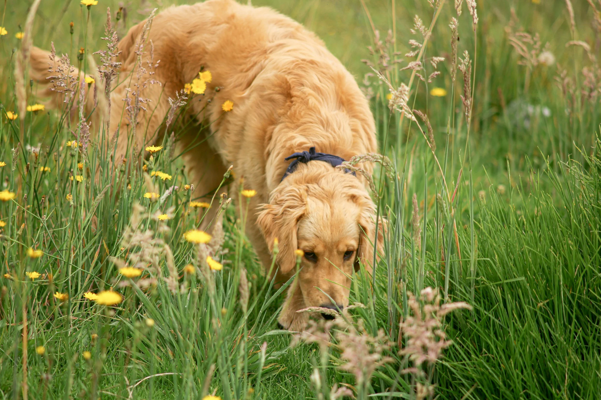 Dog Friendly Venue, Paths &amp; Patio