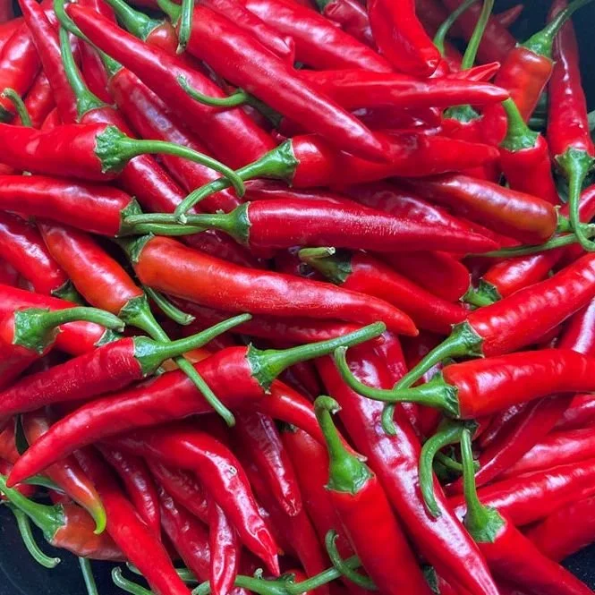 korean hong gochu 2.jpg