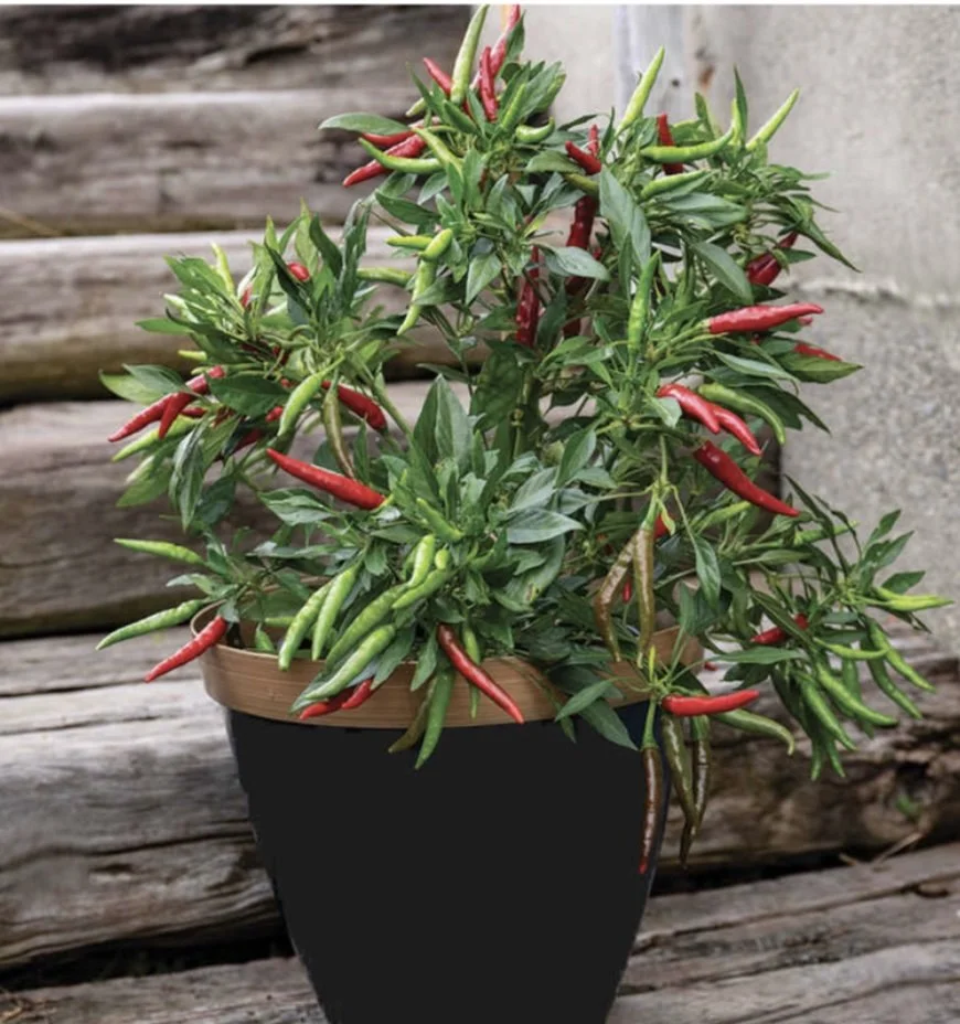 thai chili in pot.jpg