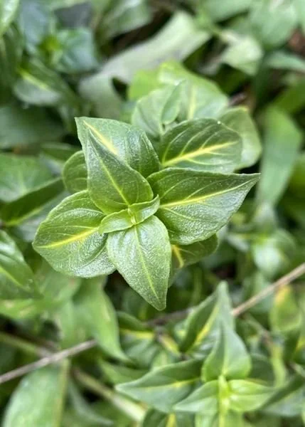 mushroom herb rungia.jpg