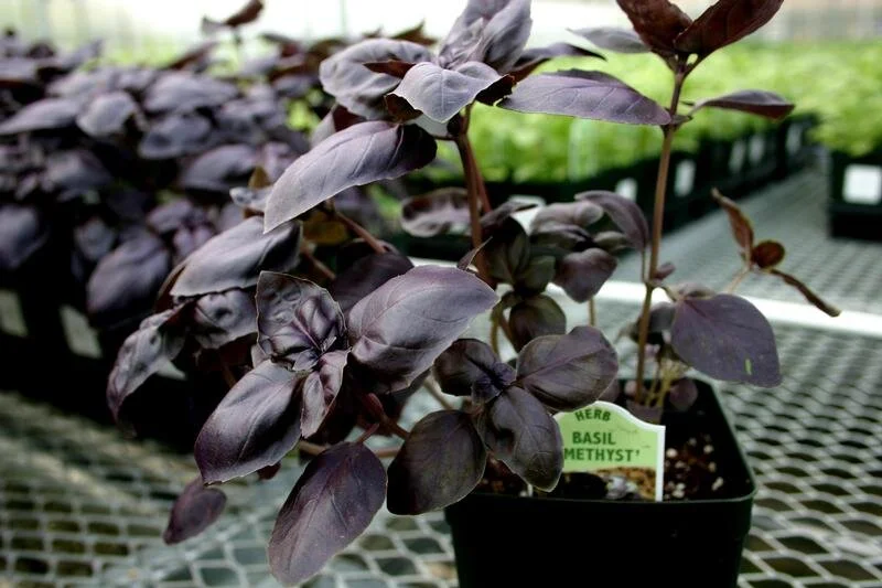 greek columnar basil plant start — Sunny Lane Farm