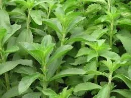 stevia.jpg