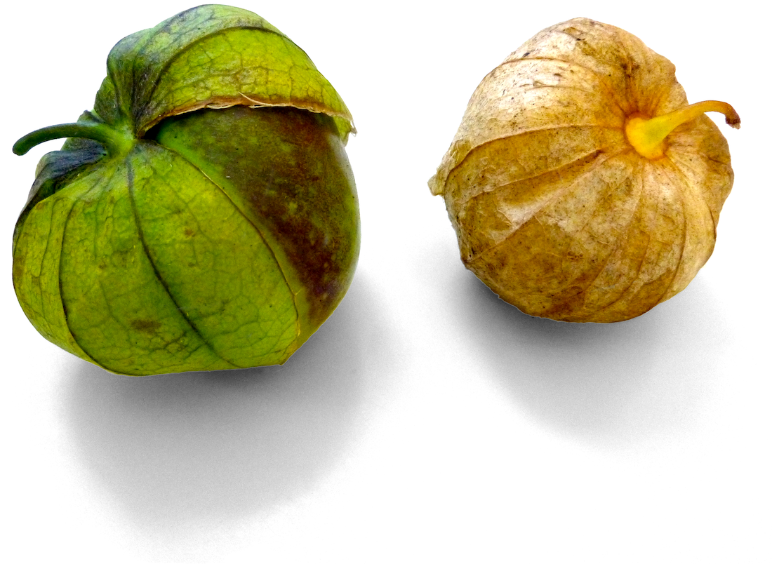 toma verde tomatillo plant start — Sunny Lane Farm