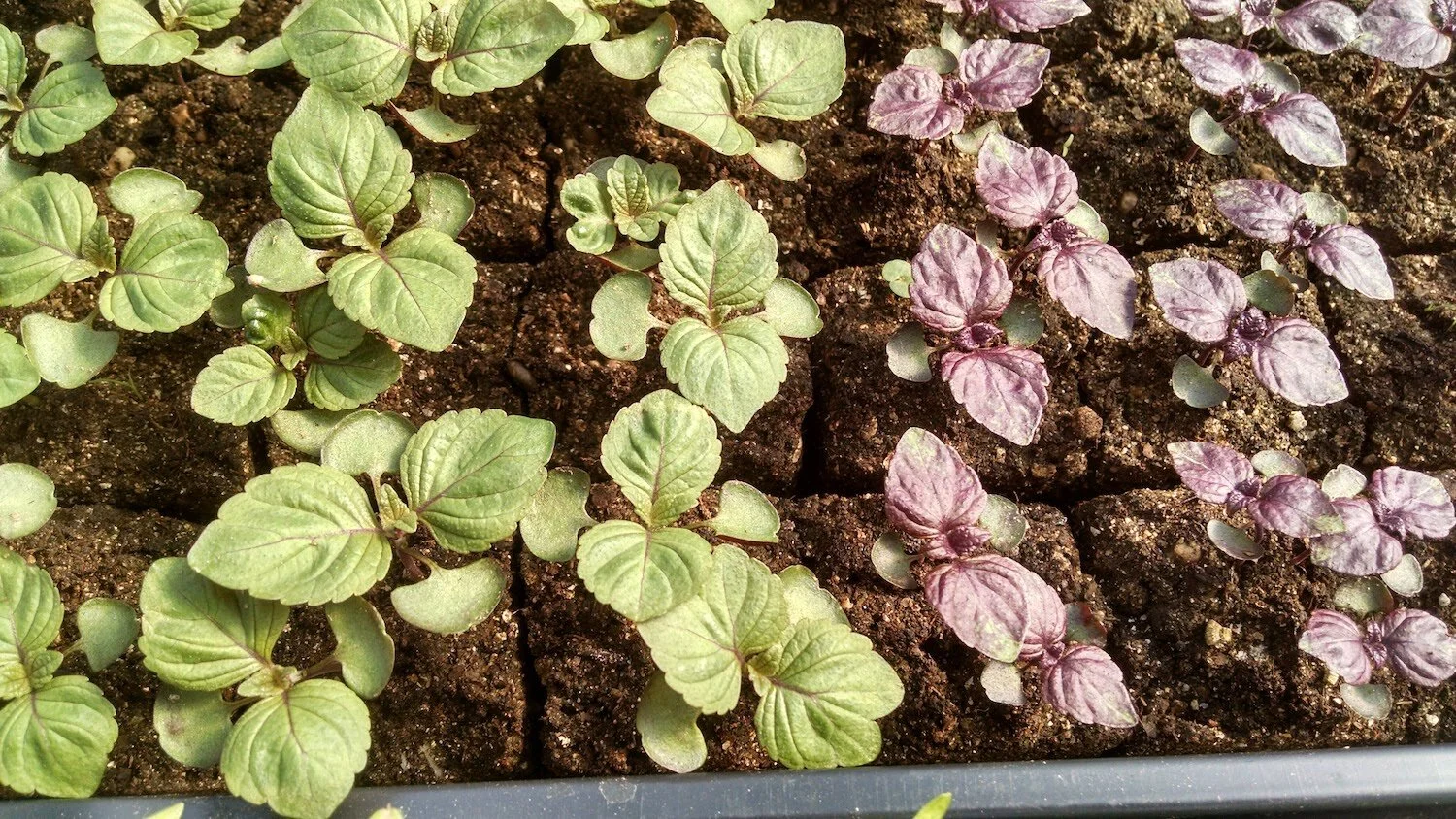 Britton Shiso (used in Blue Shiso Tea) on the left, and Red Shiso starts on the right