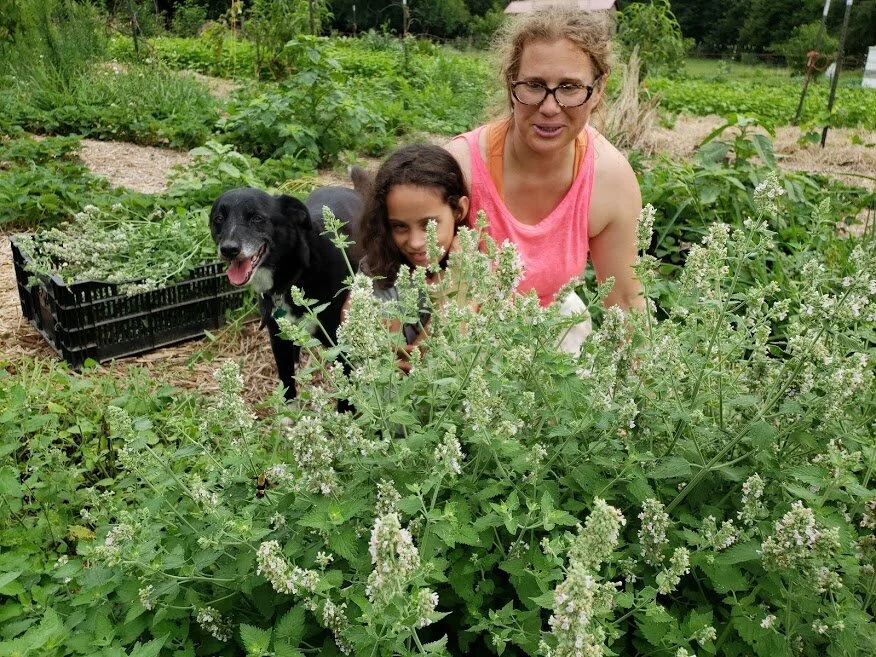 Volunteers Suzanne and Wayra harvest catnip blossoms and leaves, with moral support provided by farmdog Bella!