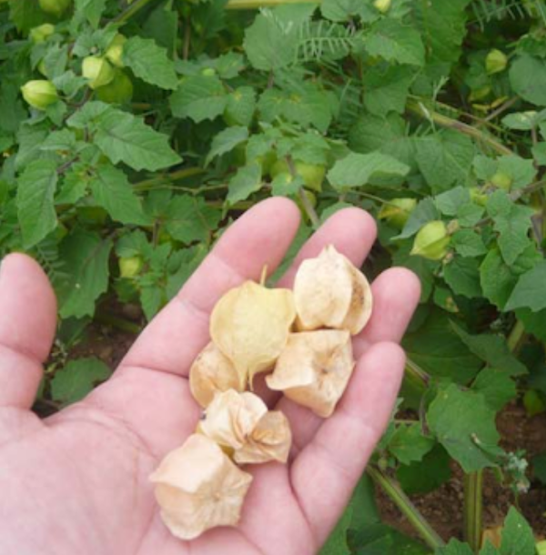 Tomatillo and Ground Cherry Plant Starts — Sunny Lane Farm