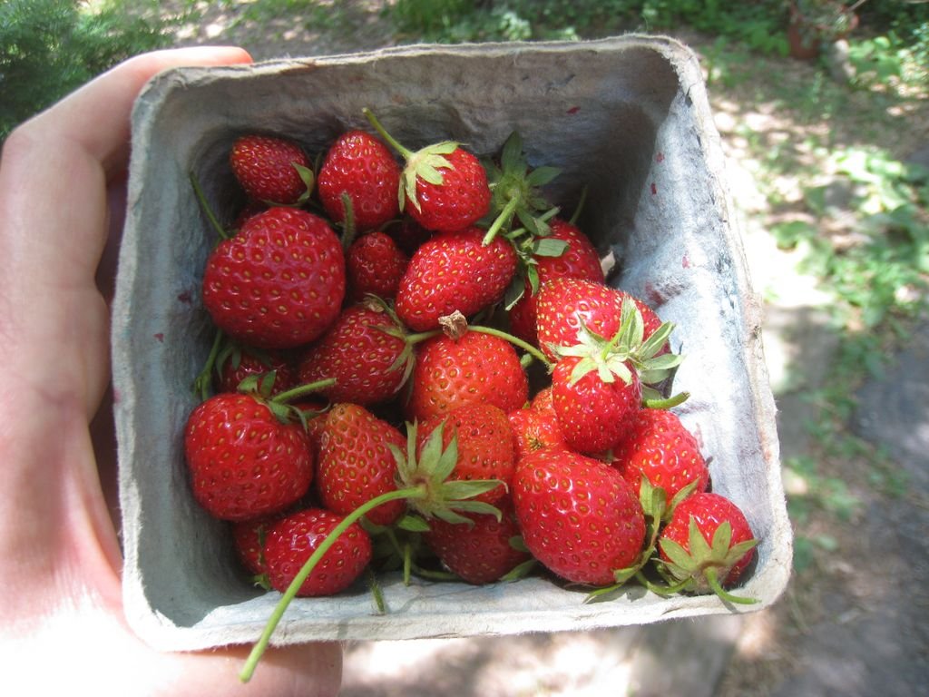 strawberries.jpg