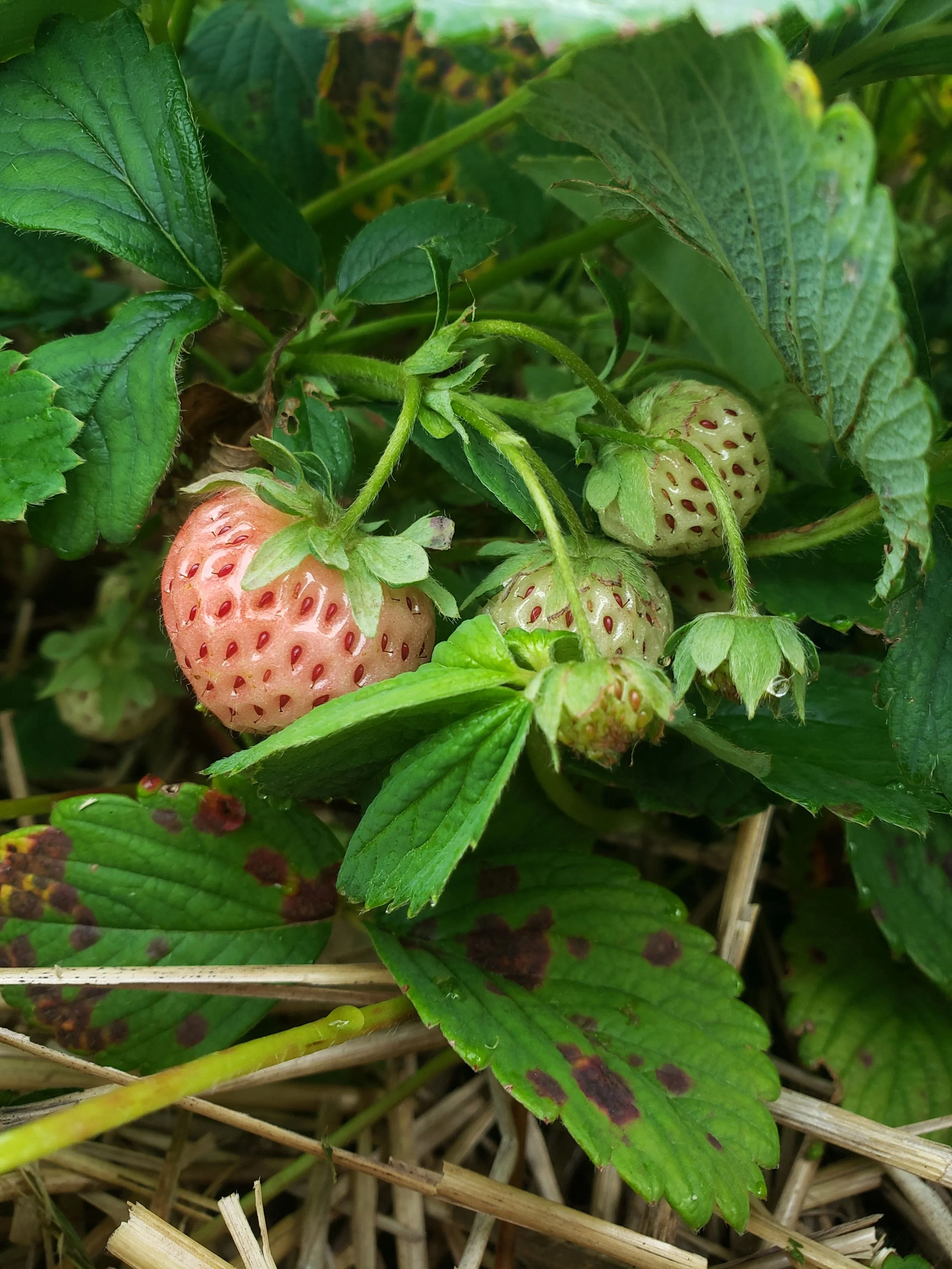pineberry in foliage.jpg