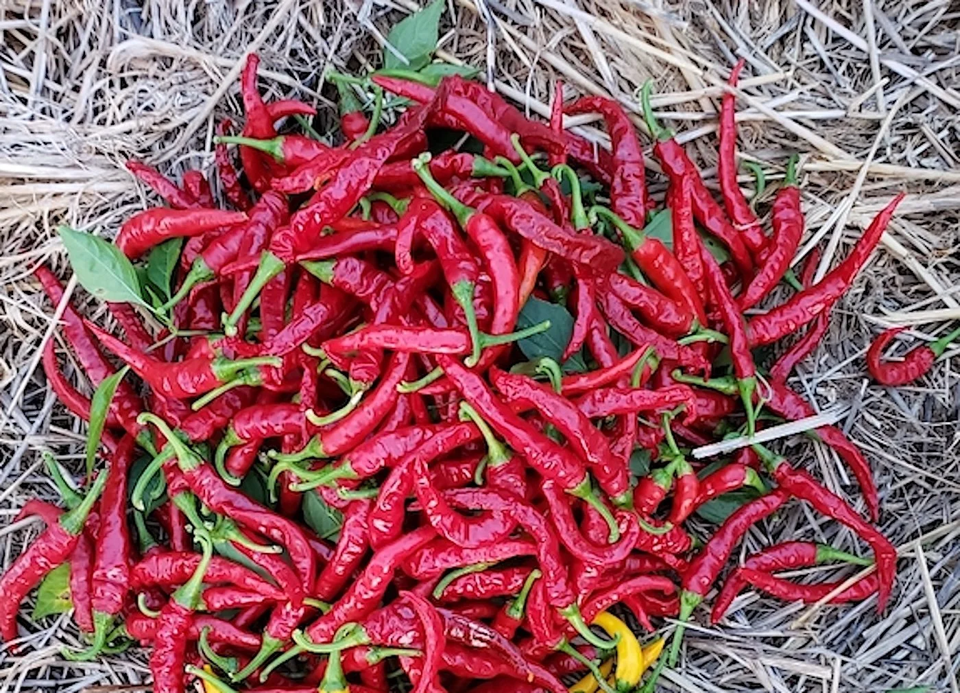 teresa thai red peppers.jpeg