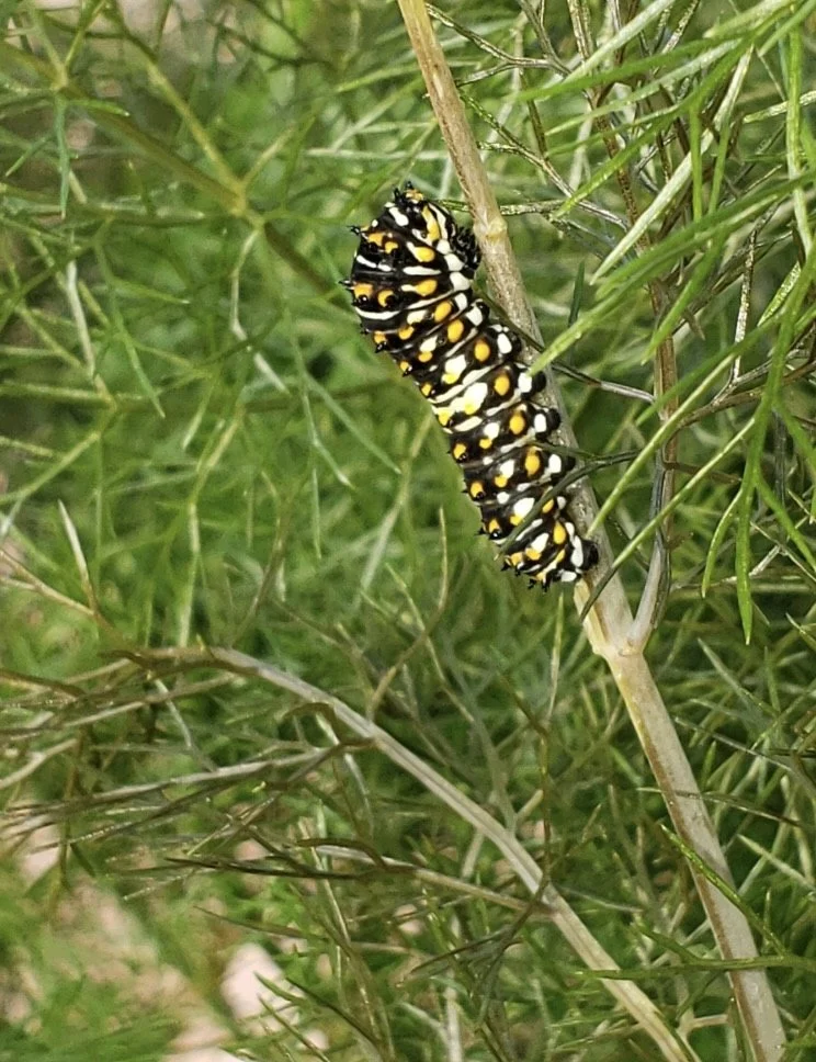 bronze fennel with caterpillar.jpg