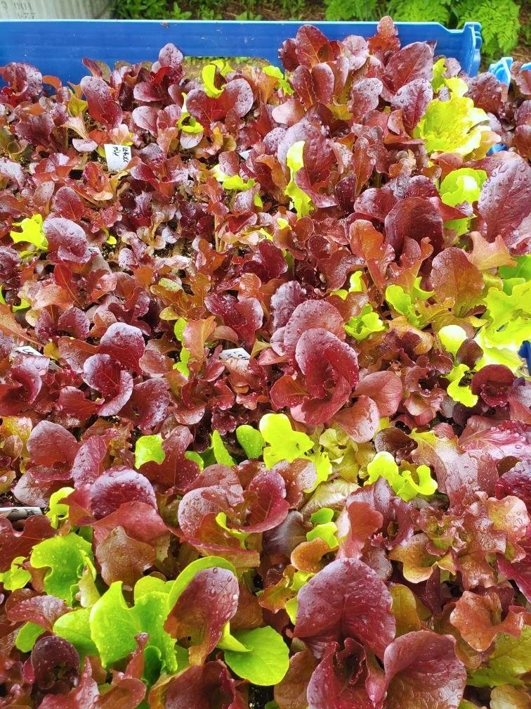 Lettuce starts red and green.jpeg