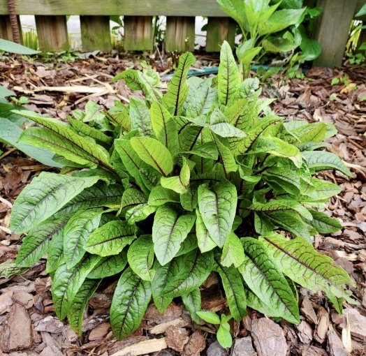 red veined sorrel mature plant.jpg