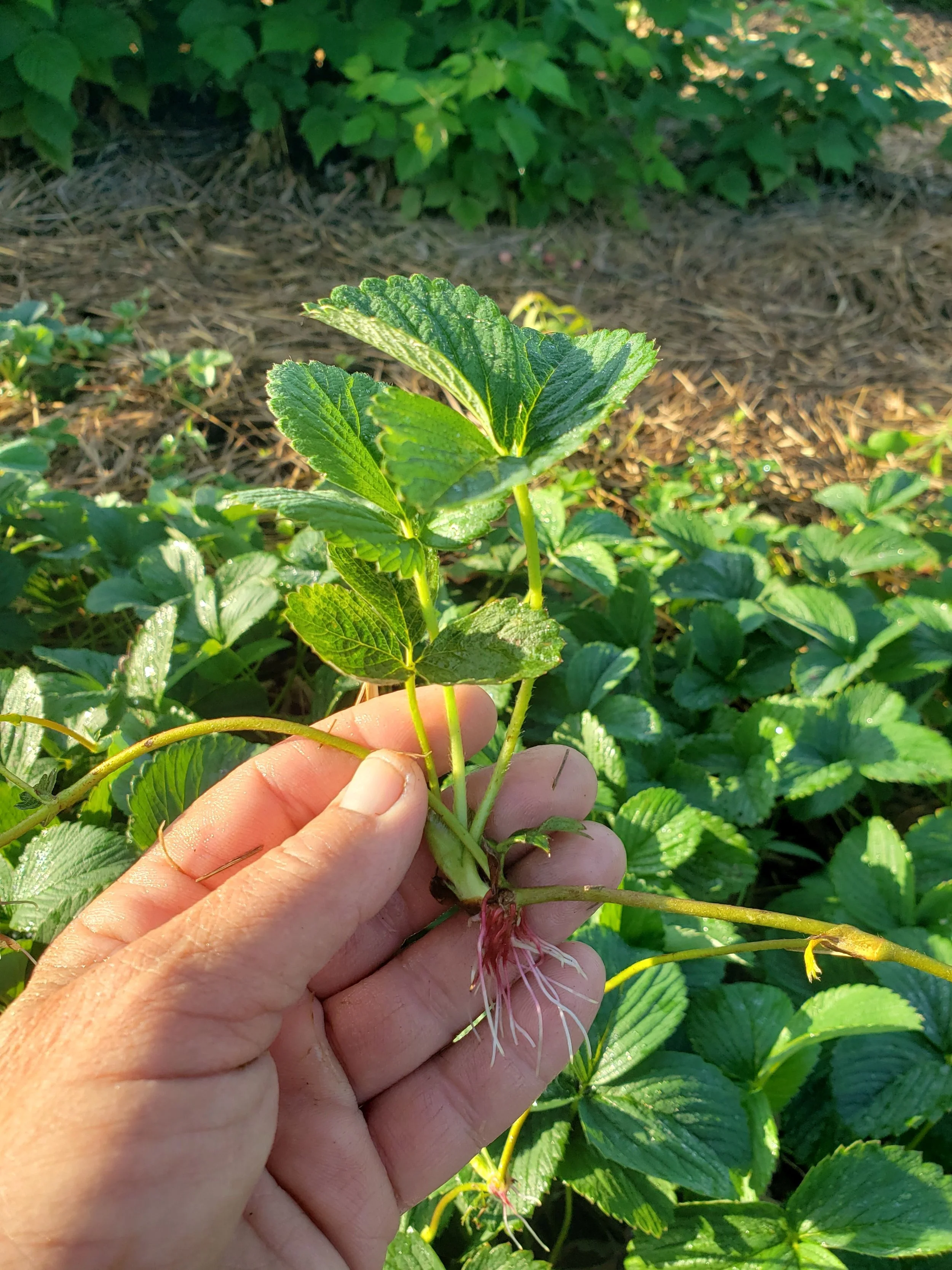 pineberry plantlet.jpg