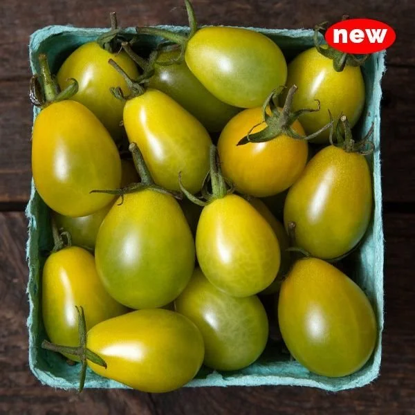 Green Nebula --NEW in 2026!