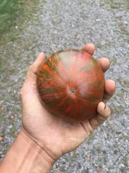 Chocolate Stripes-NEW in 2026!