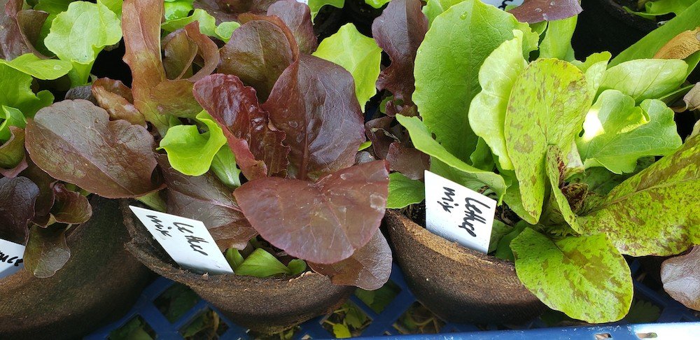 Lettuce Mix