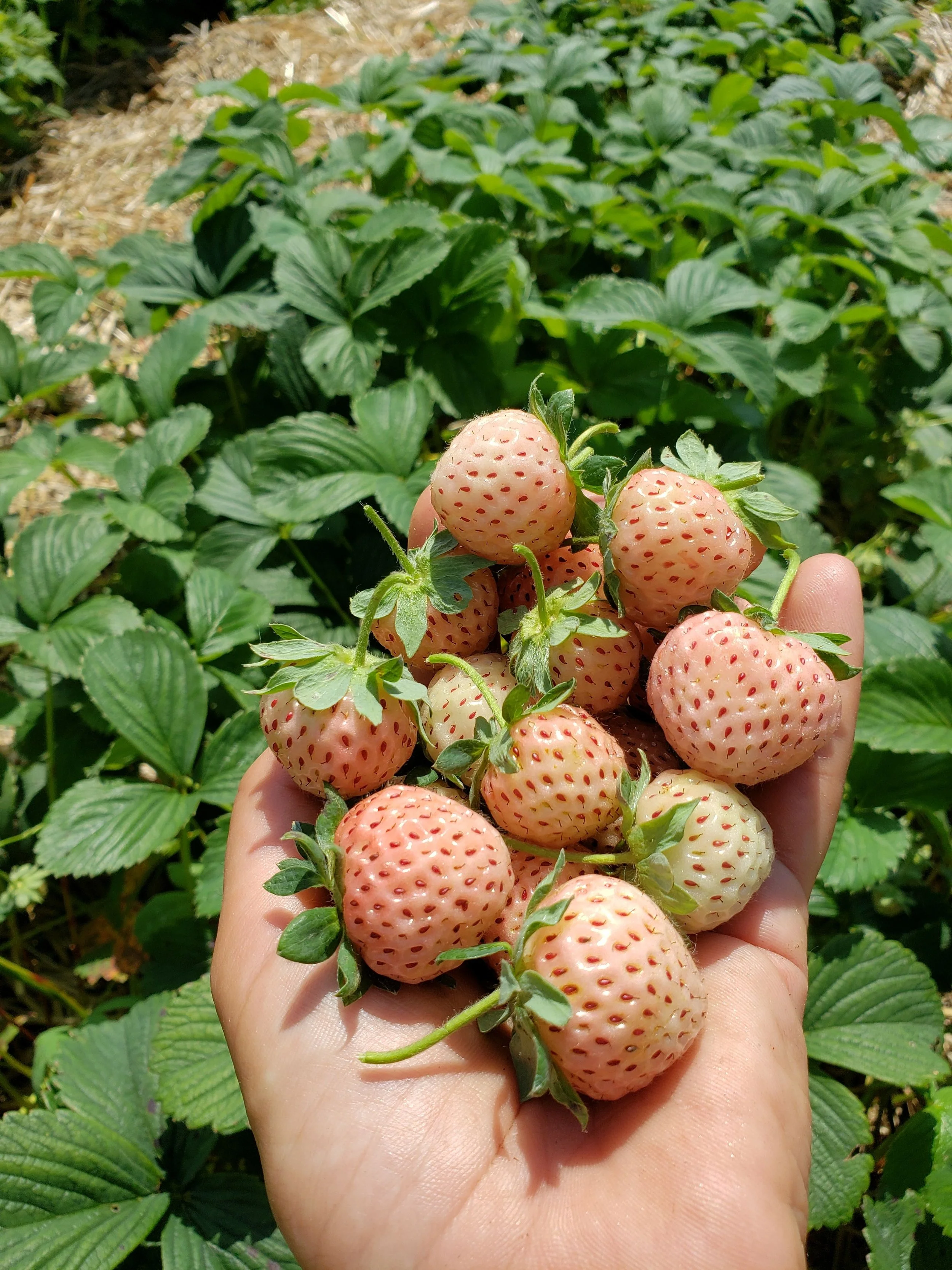 Pineberries