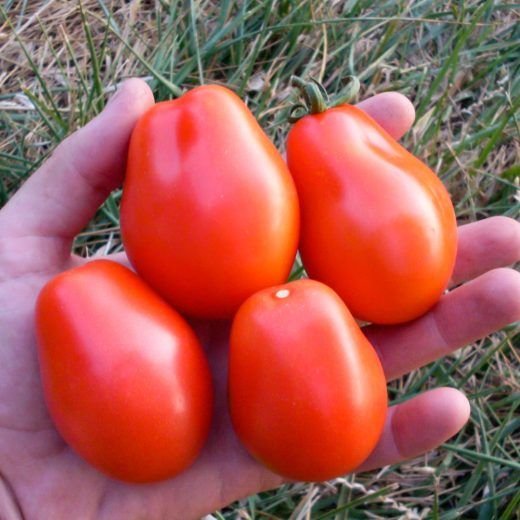 Baylor Paste-- NEW in 2026!