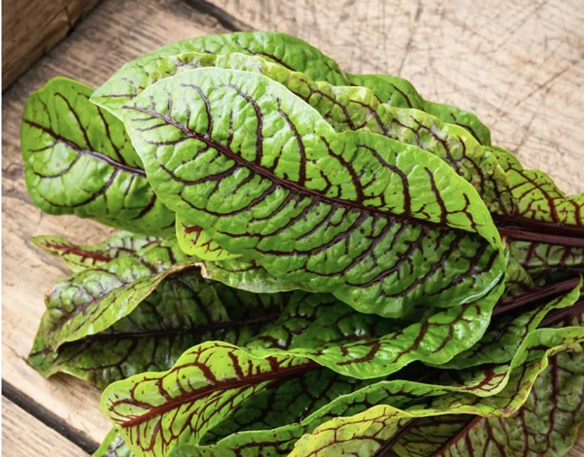 Red-Veined Sorrel