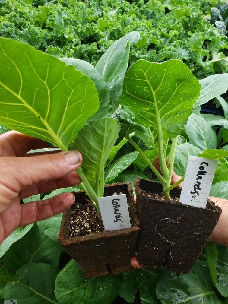 Collards