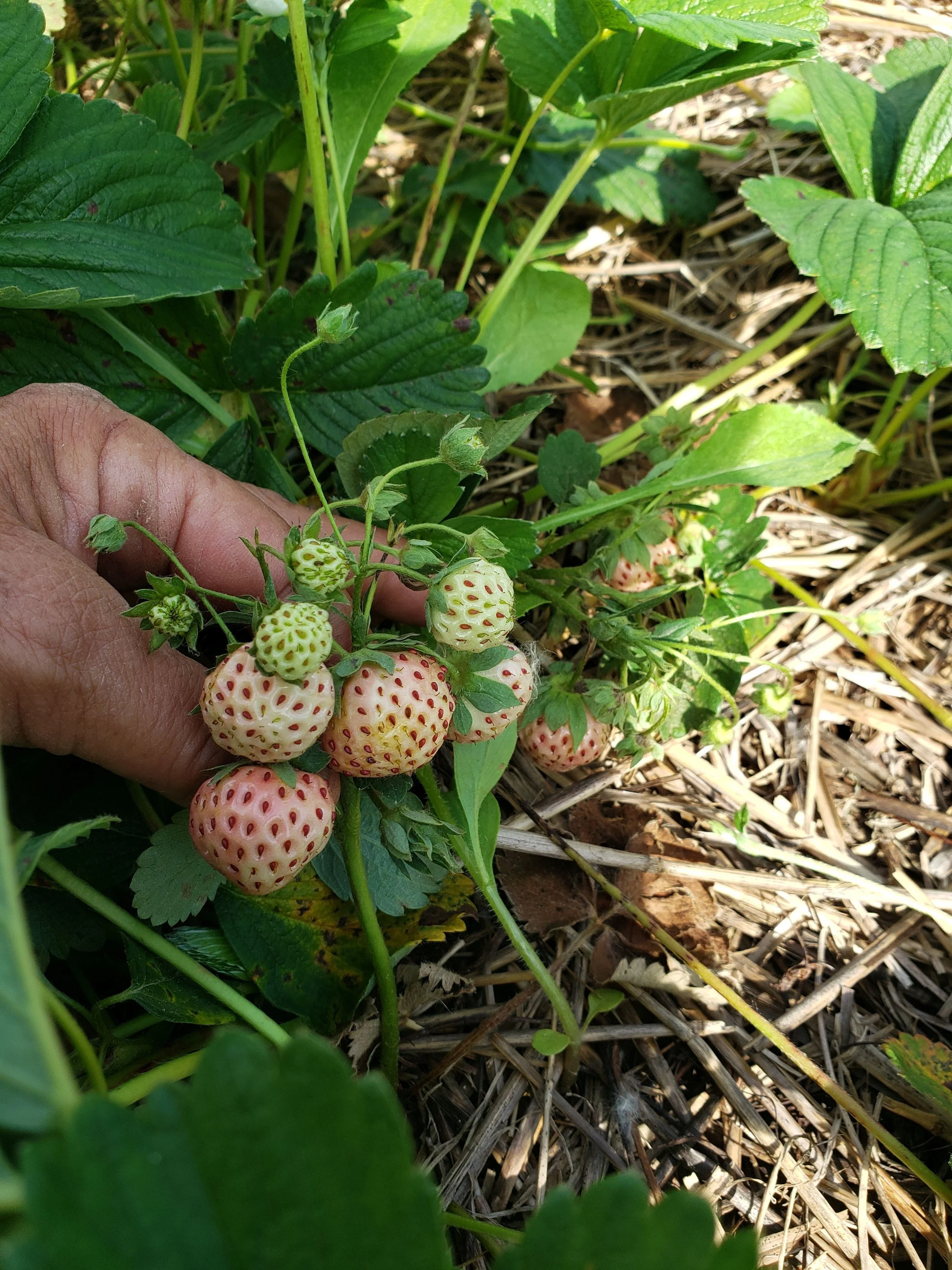 pineberries with hand.jpg