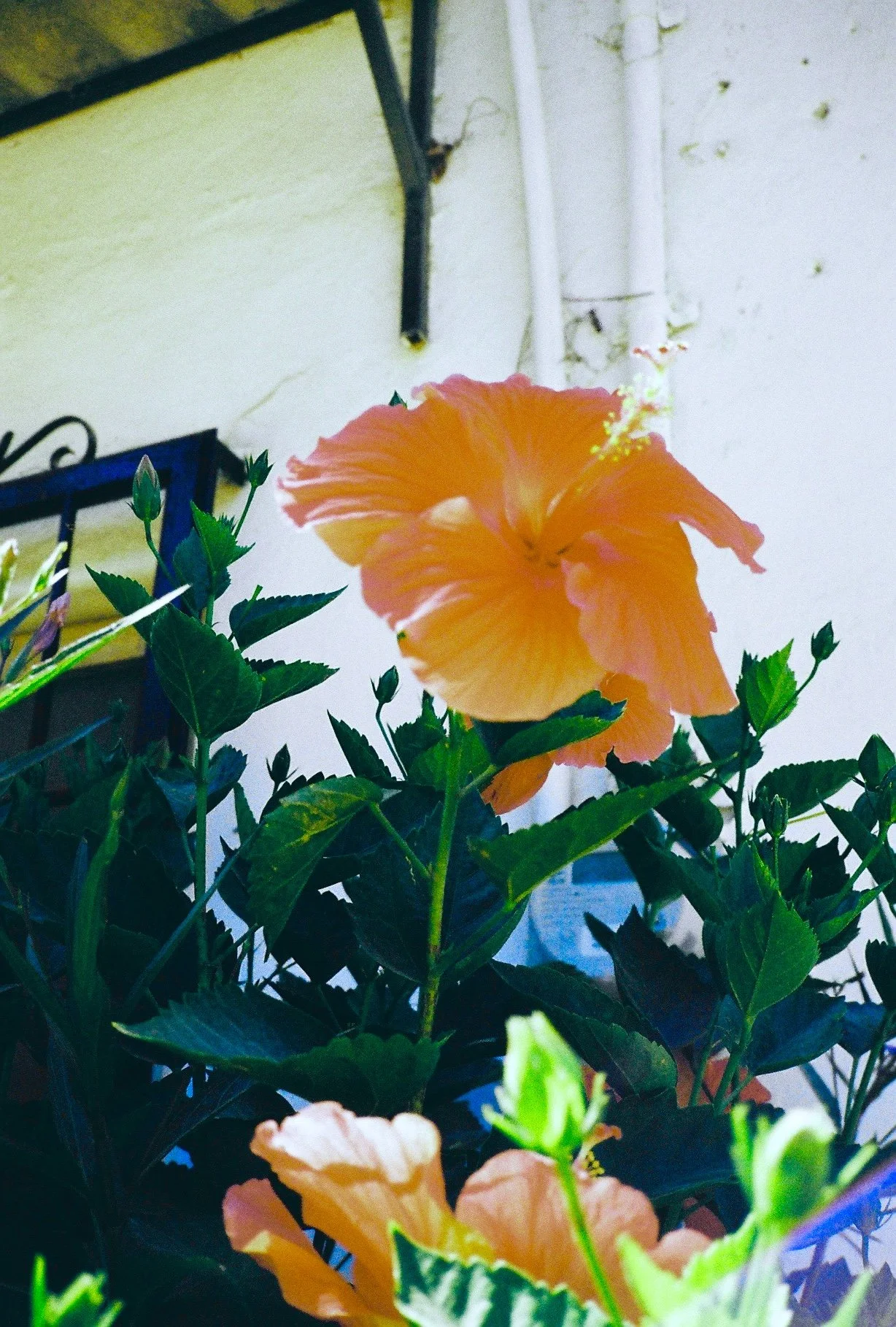 R1-08733-0004 3.jpg