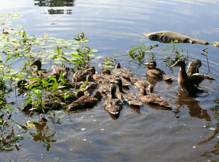 Elizabeth's Wildlife Center