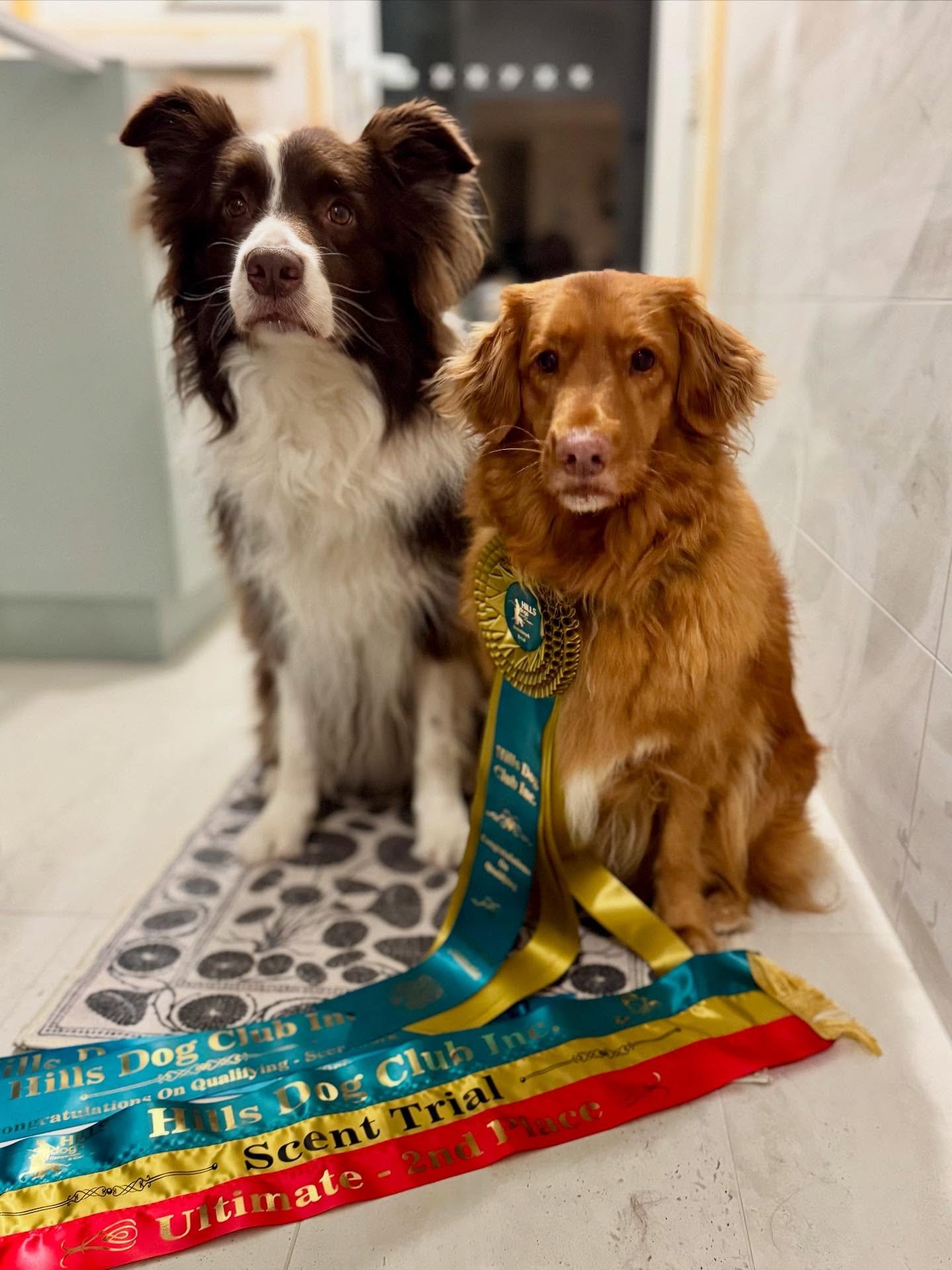 Huge day of Trialling at Hills Dog Club Scent Trial today!

Georgie - pass in ULTIMATE &amp; 2nd place 🥈

Chip - pass in Masters Vehicles &amp; 3rd place 🥉 
Chip - pass in Excellent Interior &amp; Excellent Exterior