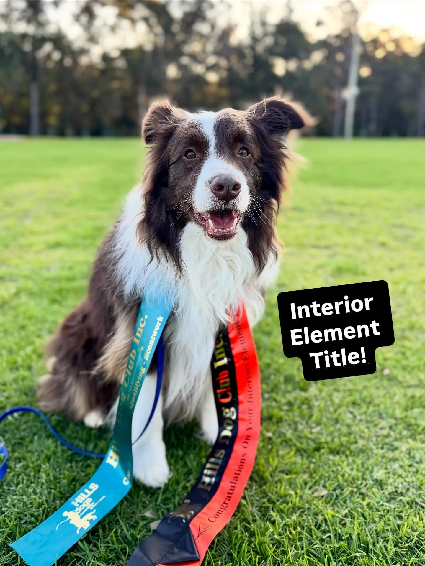 Another busy weekend of trialling!

Saturday @wsswclub we ventured out to Camp Yarramundi past Richmond. Chip was entered in Masters Interiors &amp; Masters Exteriors and passed both ✅

Sunday out to Castle Hill &amp; Hills Dog Club - we only had one