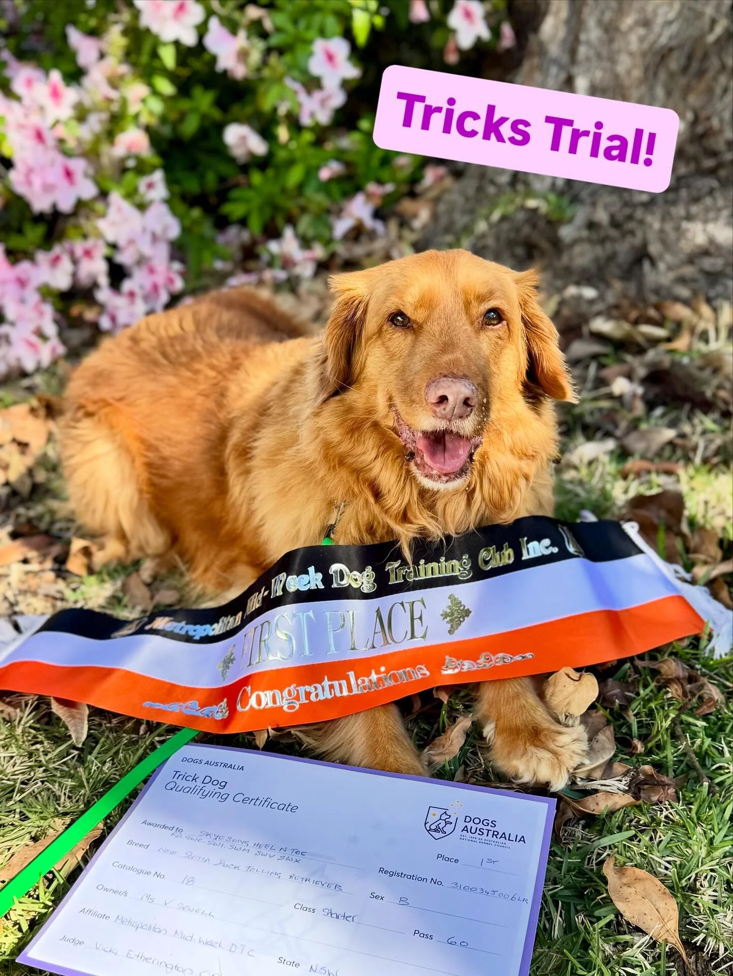 New sport for Georgie! Today we ventured out of our comfort zone and entered our first ever Tricks Trial (with some nudging from a couple of friends 🤣). 

Georgie proved her versatility earning a perfect score of 60/60 and a First Place 🥇