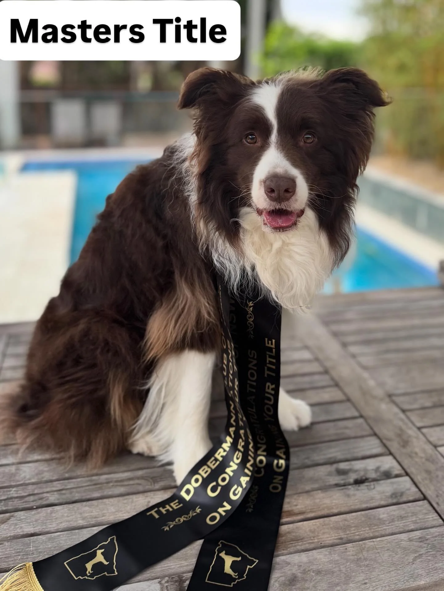 Busy week of Scent Trials for Chip - last Friday he got his final Masters pass for his Masters Title and Container Element Title! (about 20 minutes after Georgie got her Championship)

And today down to Bungendore and a pass in Ultimate!