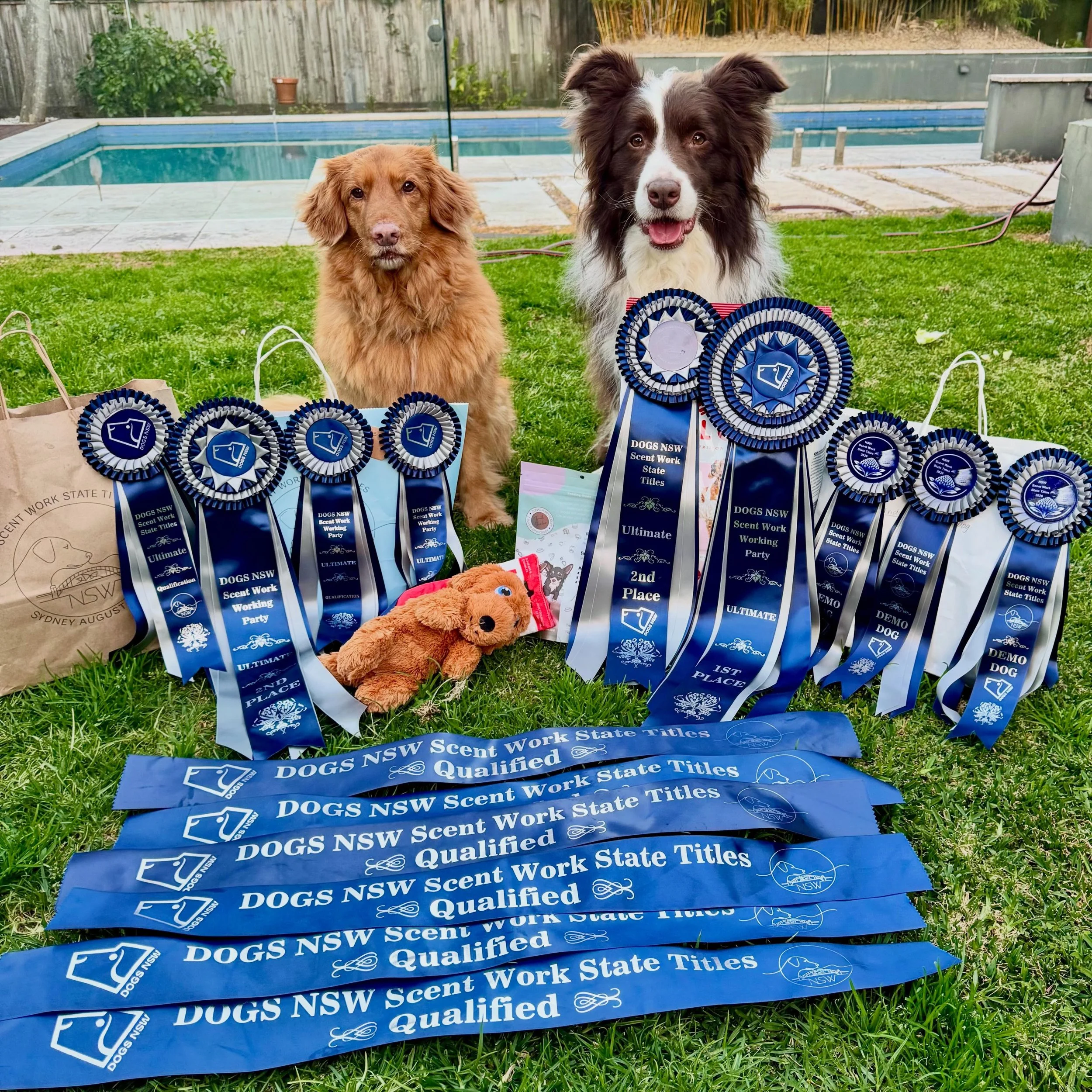 The end of a huge week culminating in the inaugural NSW Scent Work State Titles!

The doggos did well coping with long days in the car while I was running around everywhere but importantly they loved getting out &amp; searching 🐾

There were over 15