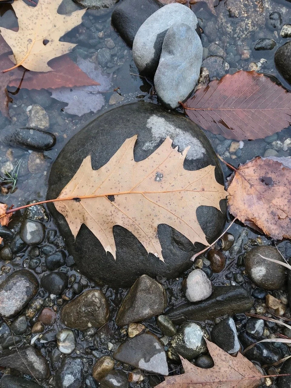Grounding Meditation to Release Feelings