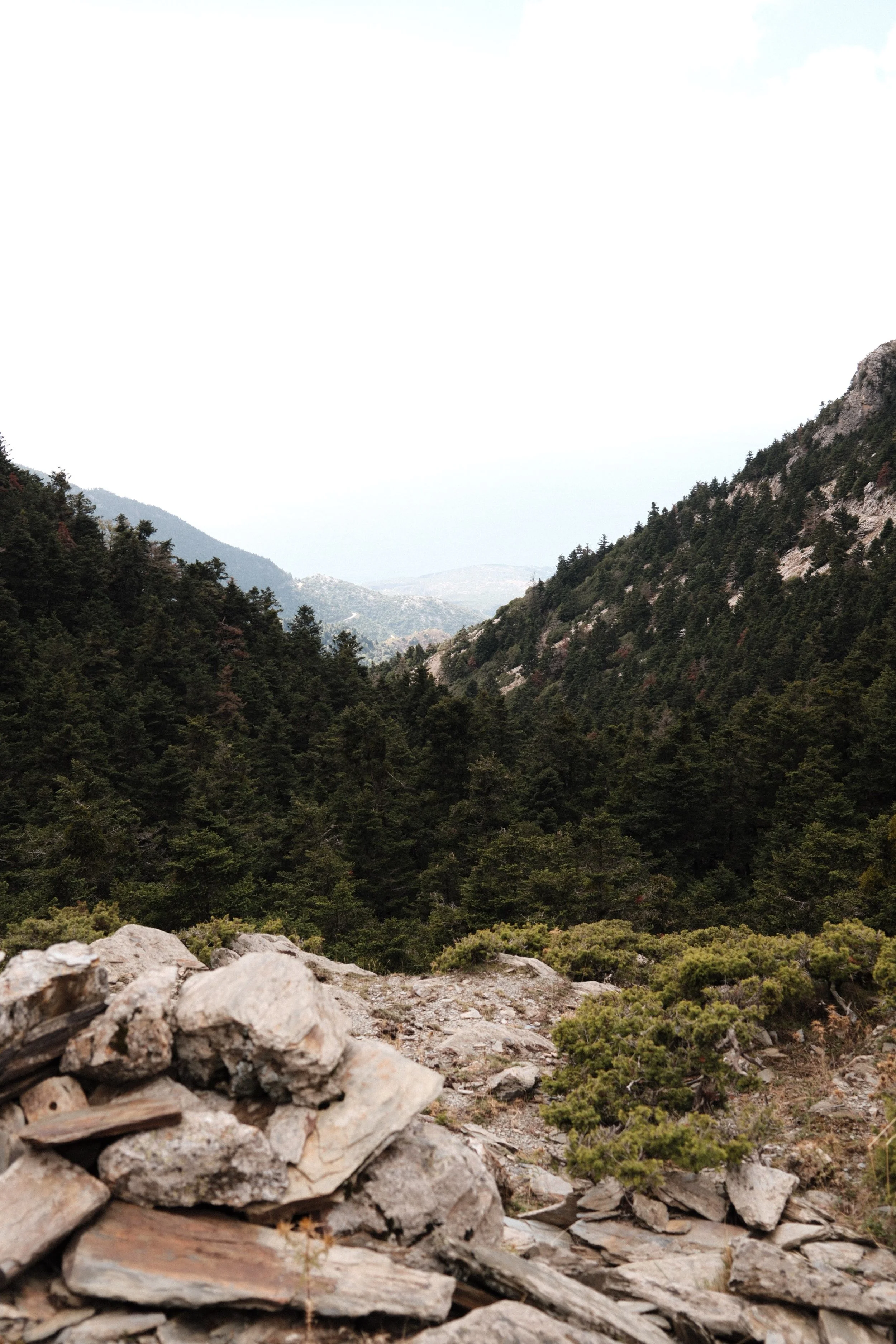 Mountain landscape with rocky foreground, dense pine trees on the slopes, and distant mountain peaks under a mostly cloudy sky.