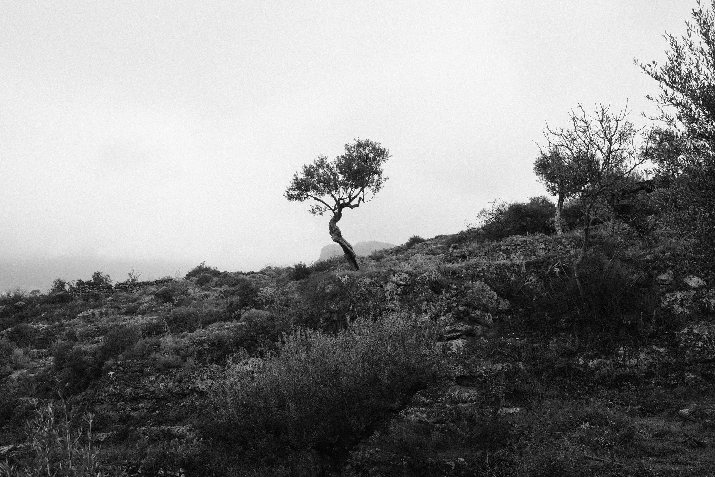 A black-and-white image of a rocky hillside with sparse bushes and trees, featuring a twisted, lone tree standing on the slope.