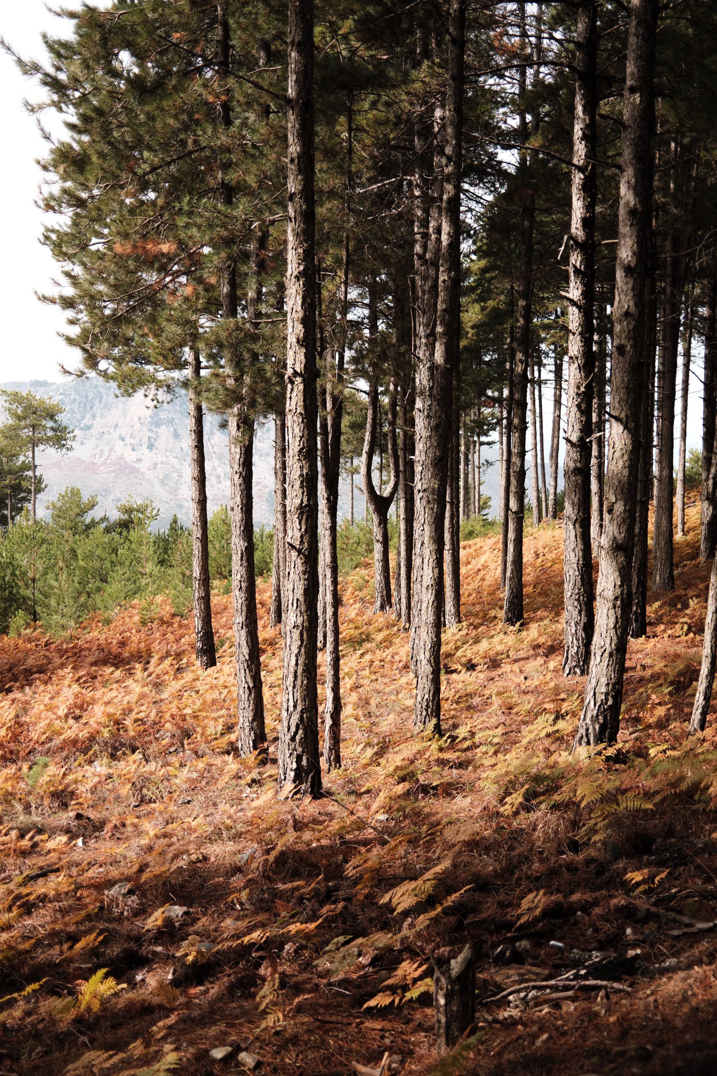 A dense forest with tall pine trees on a hillside with orange-brown fallen leaves and ferns on the ground.