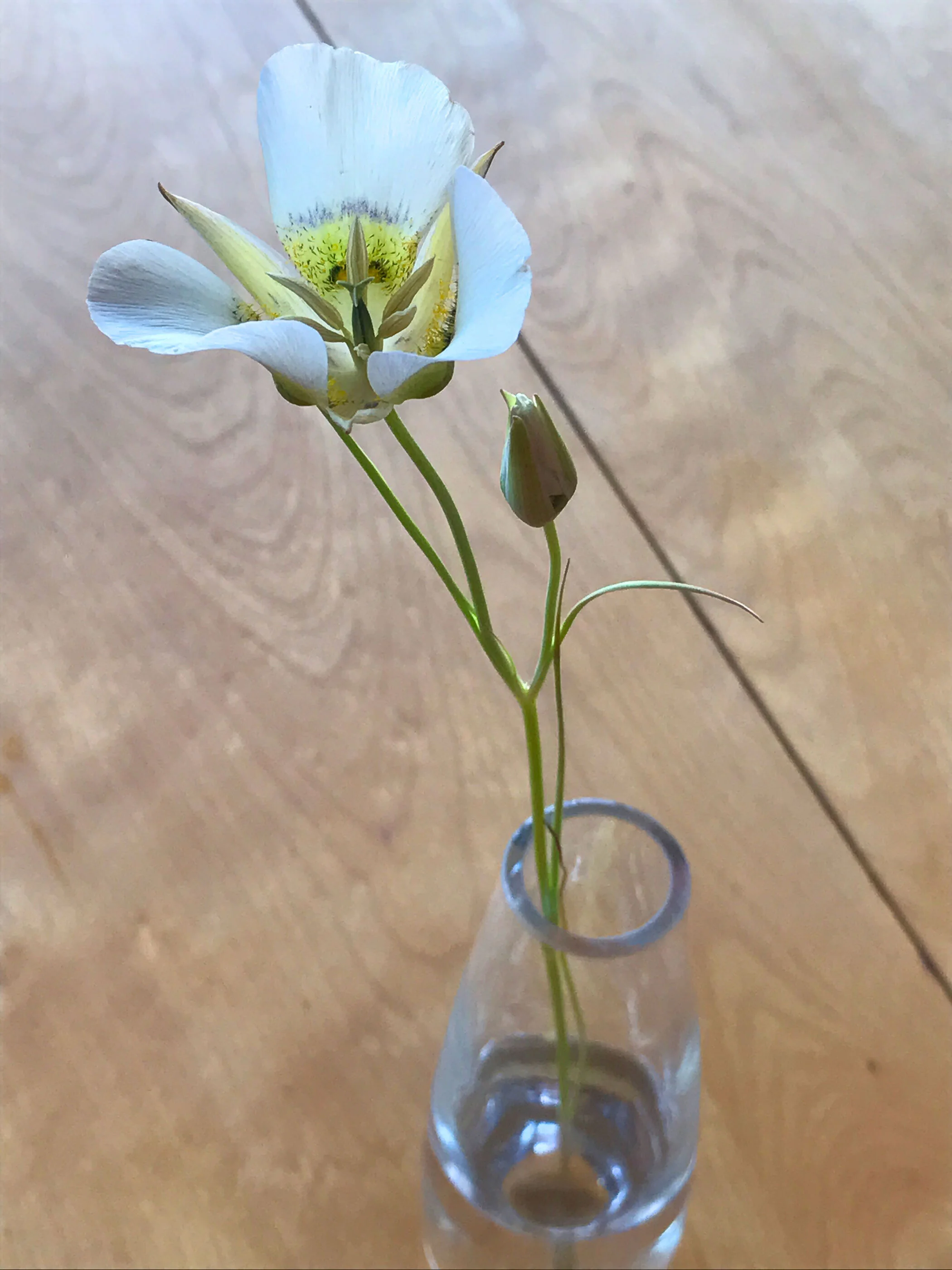 mariposa-lily-on-table-OP.jpg